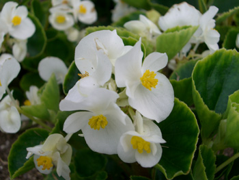 画像 11月29日の花と 花言葉 ベゴニア 白 マジョラム ガマズミ 鎌酸実 Naver まとめ